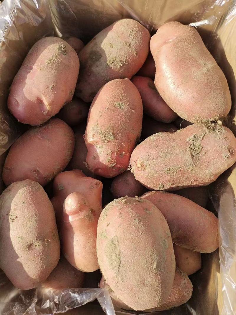 【2022新货】土豆青薯9号个头大干净无土无虫眼诚信经营