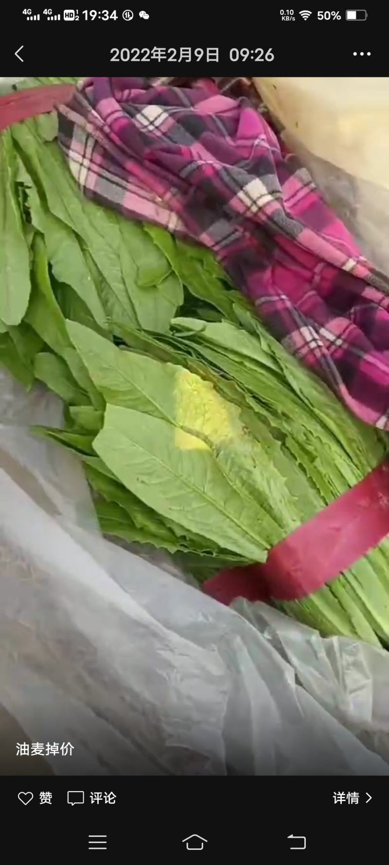 河北邯郸永年油麦菜货源充足质量保证价格便宜量大从优