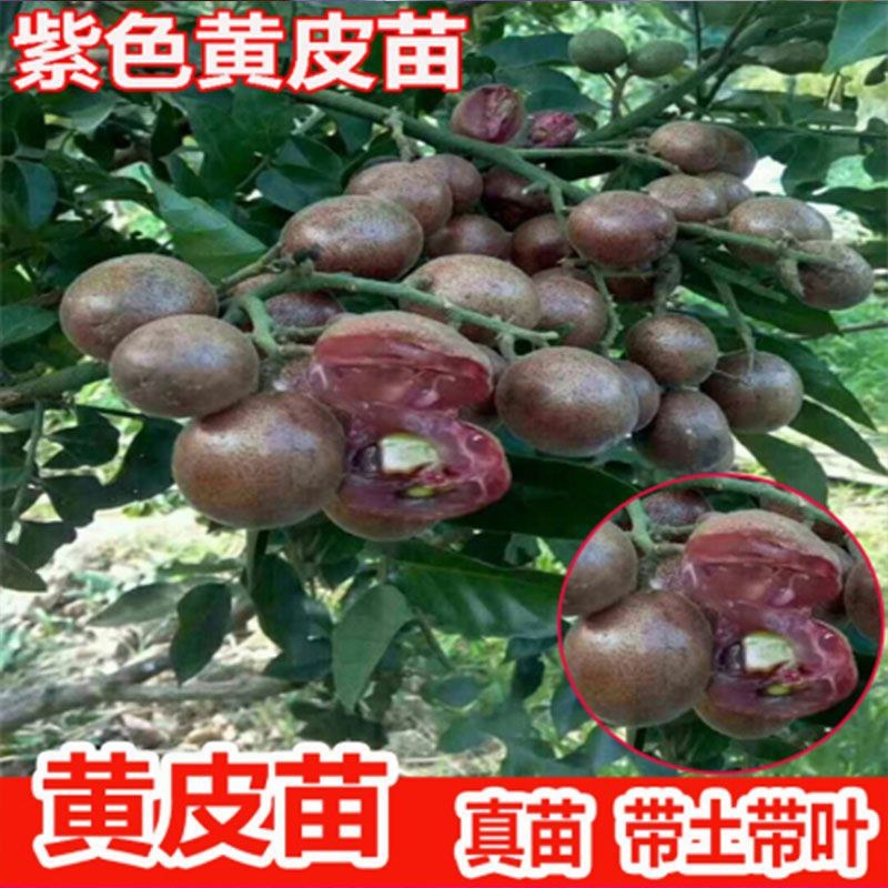 紫肉黄皮苗紫色黄皮苗无核黄皮紫肉黄皮果树苗当年结果