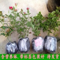 阳台灌木切花月季玫瑰花苗爬藤植物庭院大花浓香盆栽藤本花卉
