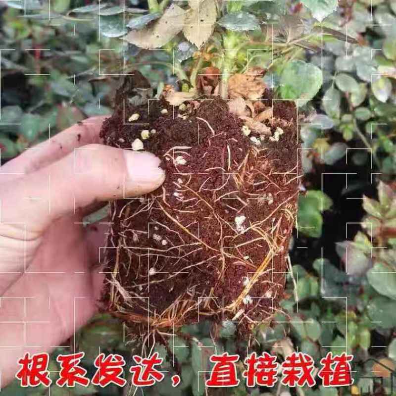 阳台灌木切花月季玫瑰花苗爬藤植物庭院大花浓香盆栽藤本花卉