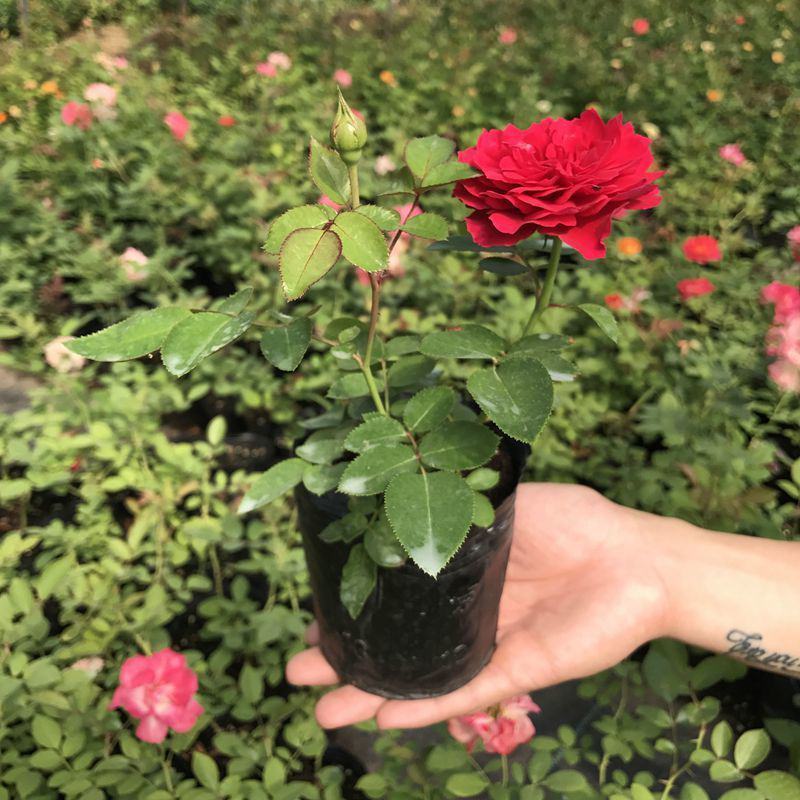 阳台灌木切花月季玫瑰花苗爬藤植物庭院大花浓香盆栽藤本花卉