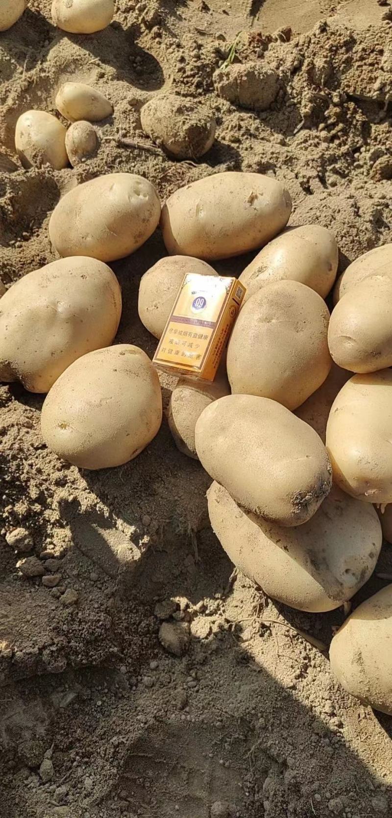 【云南土豆】丽薯六号土豆新货现挖现发保质保量欢迎选购吧