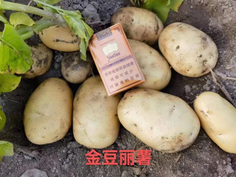 【云南土豆】丽薯六号土豆新货现挖现发保质保量欢迎选购吧