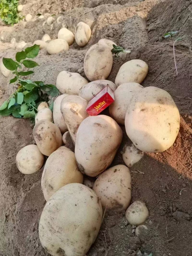 【云南土豆】丽薯六号土豆新货现挖现发保质保量欢迎选购吧