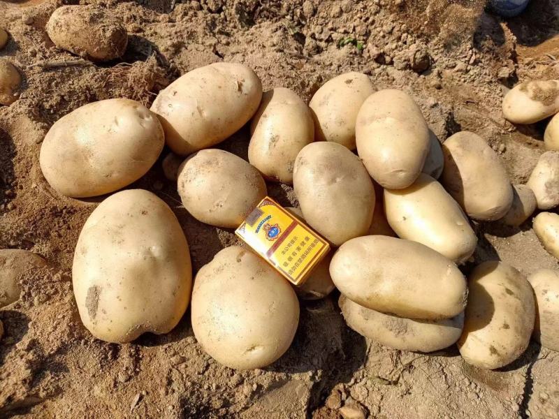 【云南土豆】丽薯六号土豆新货现挖现发保质保量欢迎选购吧