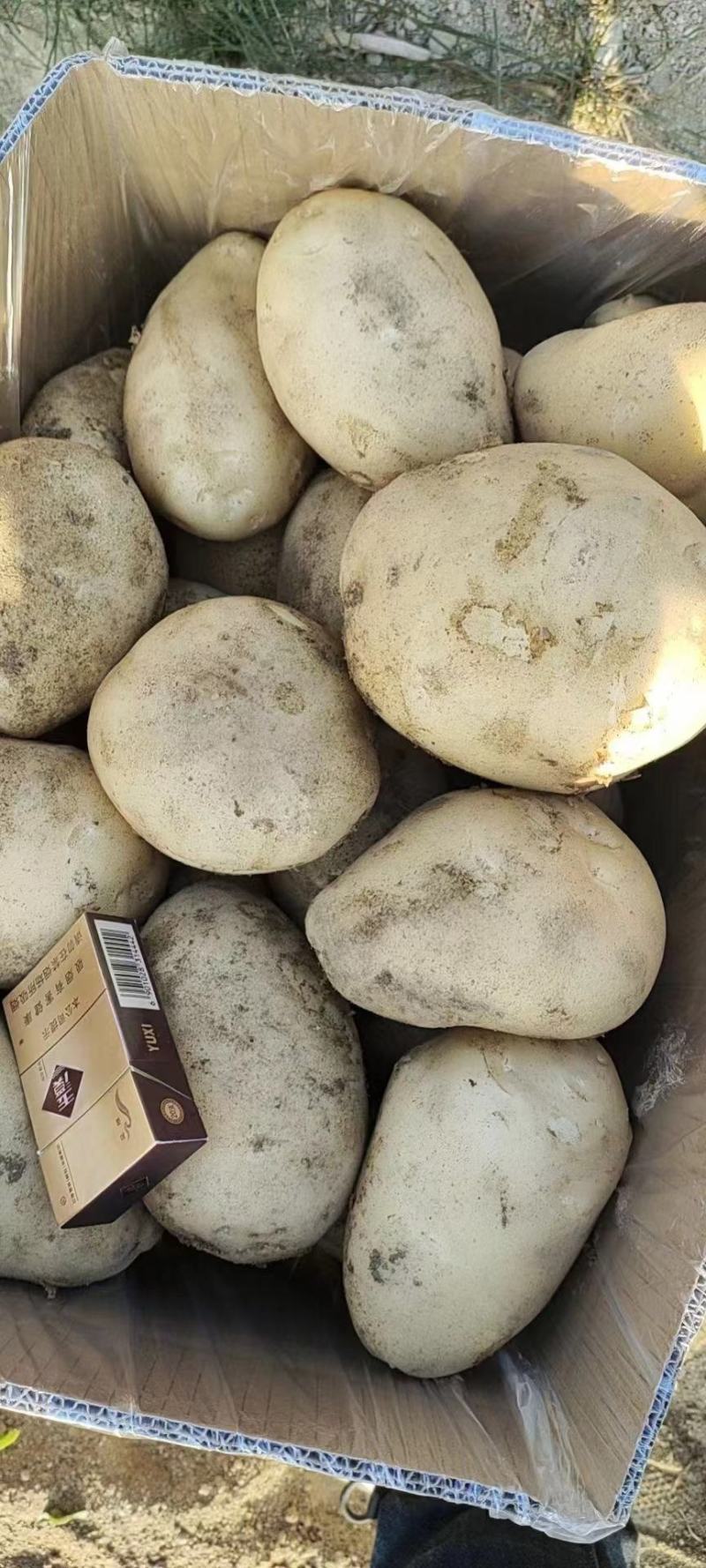 【云南土豆】丽薯六号土豆新货现挖现发保质保量欢迎选购吧