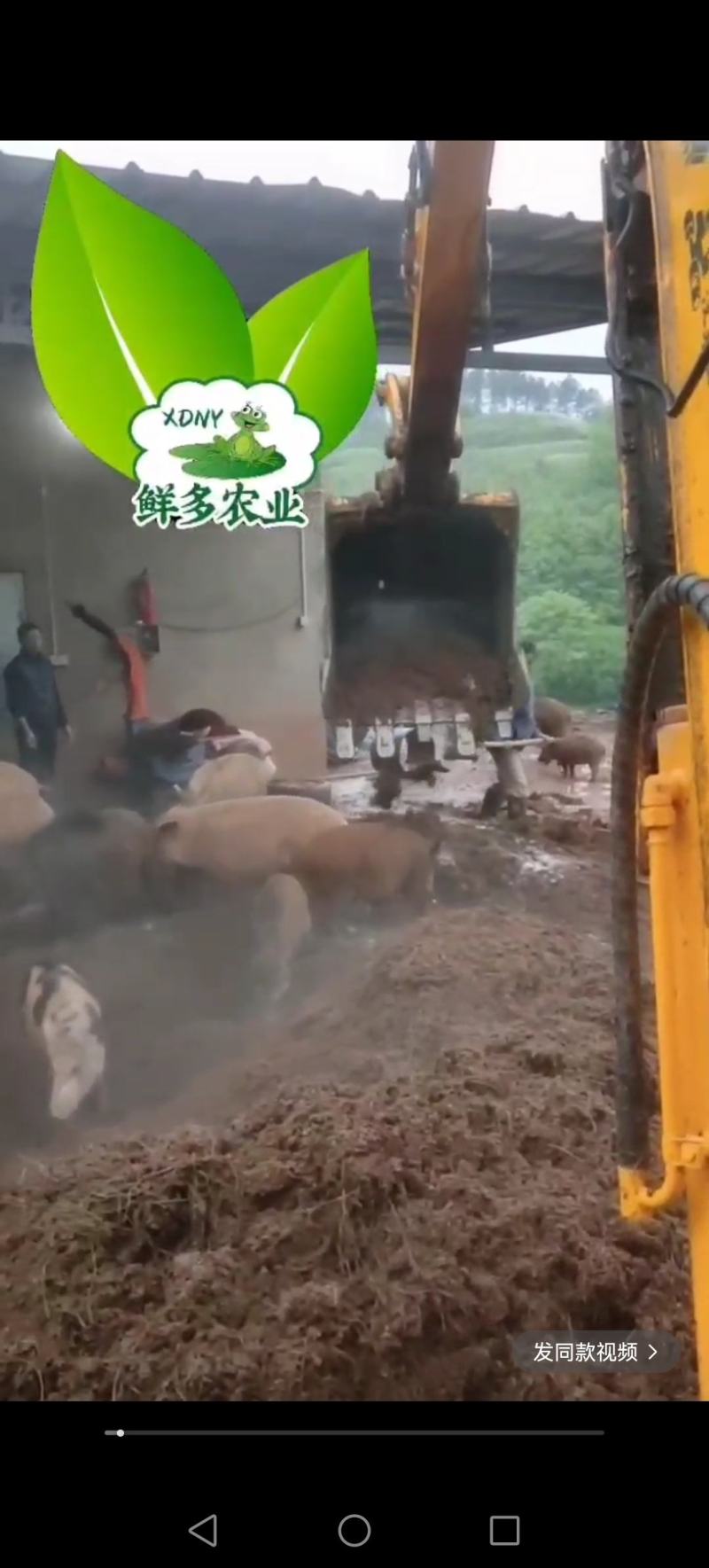 跑山猪豆腐蔬菜