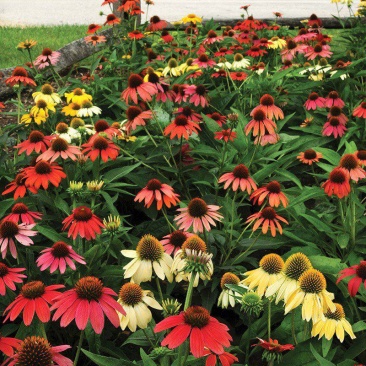 彩色松果菊种子宿根多年生紫锥菊花种籽子四季适合种院子里的