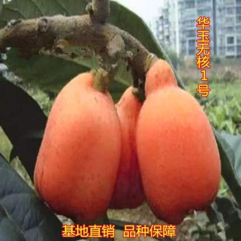 华玉1号枇杷当年结果无核砂糖枇杷树苗全国种植盆栽地栽耐寒