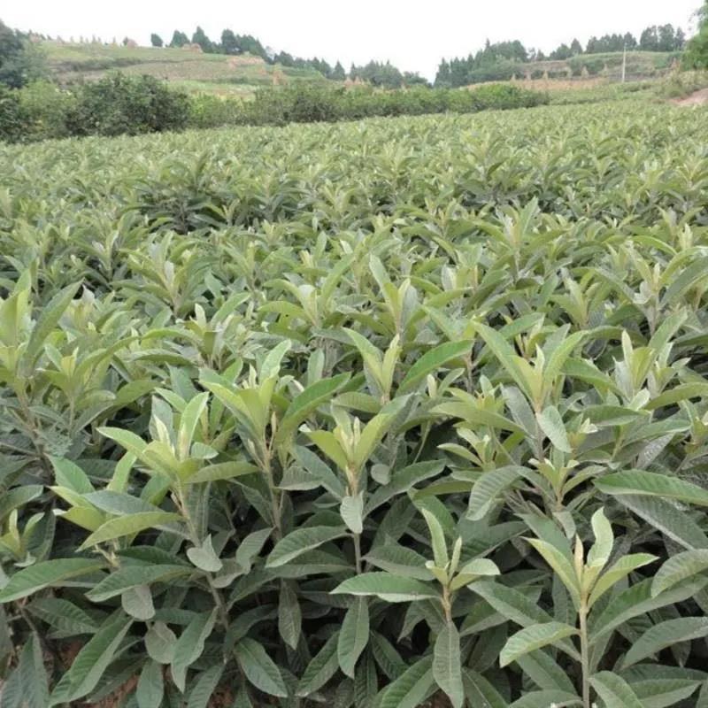 华玉1号枇杷当年结果无核砂糖枇杷树苗全国种植盆栽地栽耐寒