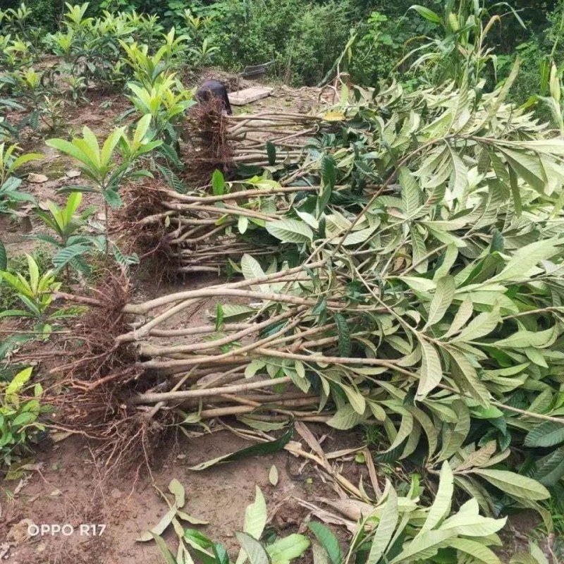 华玉1号枇杷当年结果无核砂糖枇杷树苗全国种植盆栽地栽耐寒