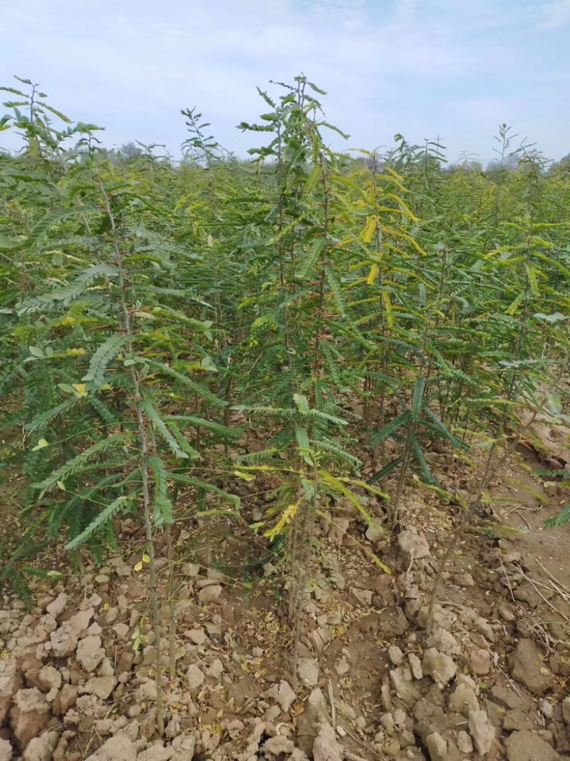 大刺皂角苗大量有货，自产自销，成活率高，价格优惠欢迎购买
