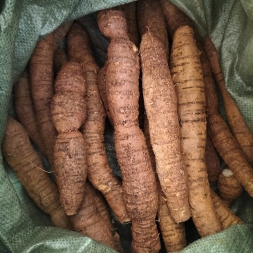 大量新鲜中叶牛大力，各种规格齐全，产地直发，质优价廉