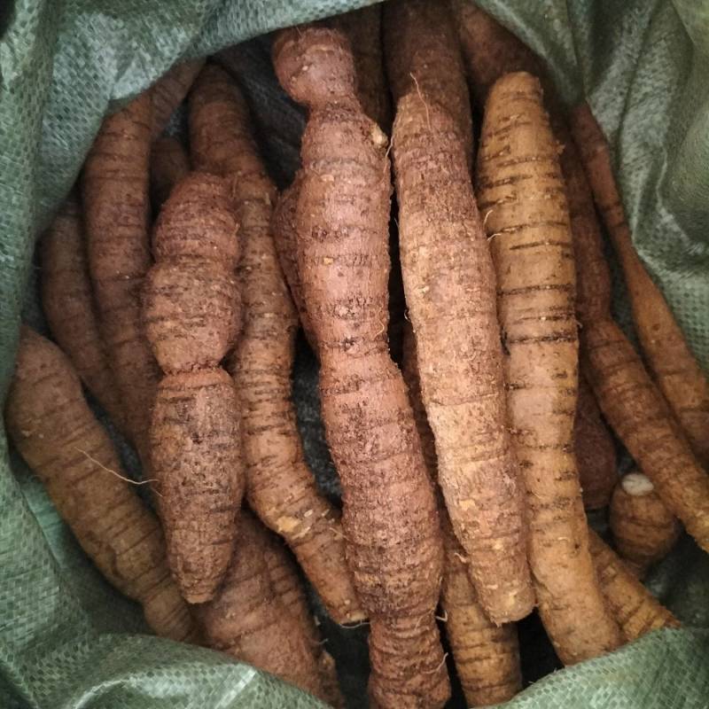 大量新鲜中叶牛大力，各种规格齐全，产地直发，质优价廉
