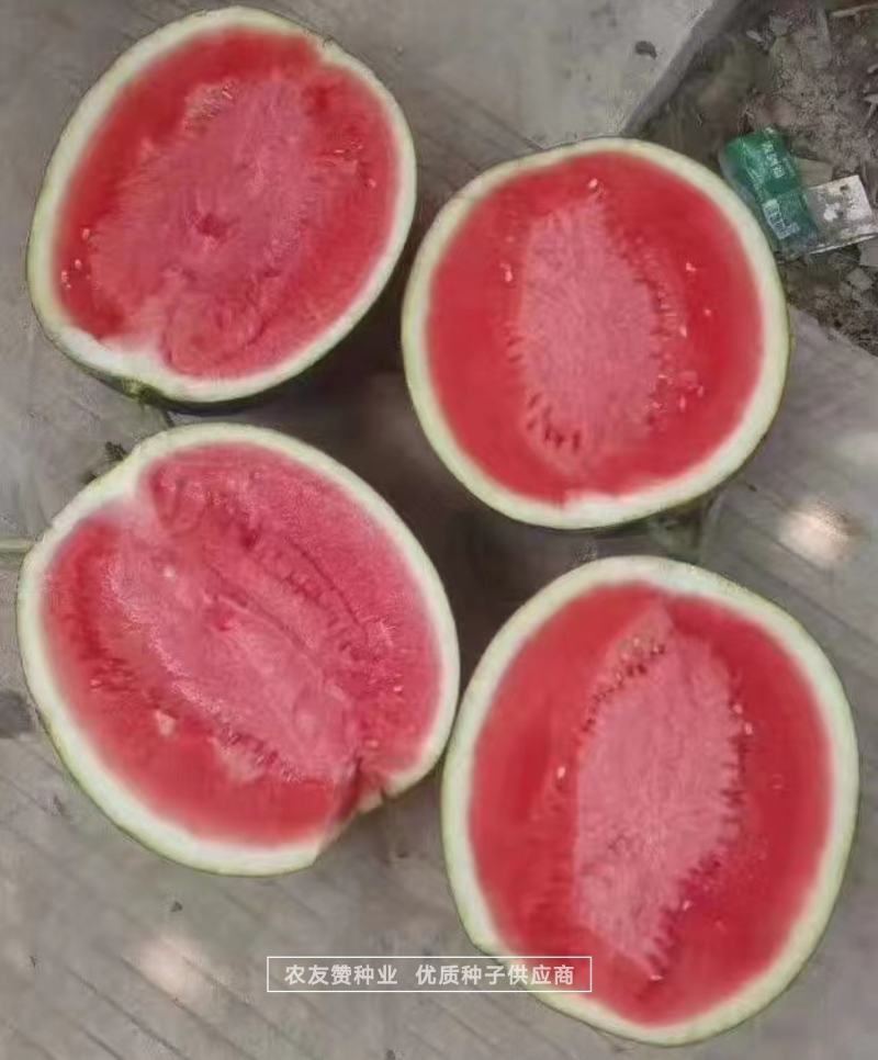 特抗黑丽纯黑皮无籽西瓜种子中晚熟抗病耐重茬无籽瓜种籽