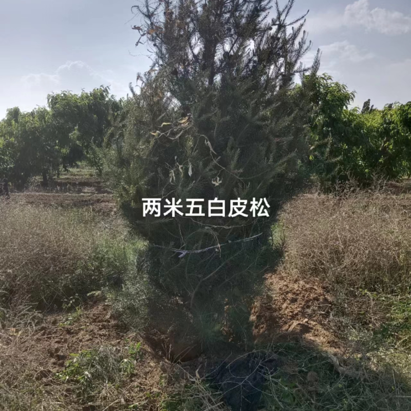 两米五白皮松现货现发，成活率高，物美价廉，欢迎采购
