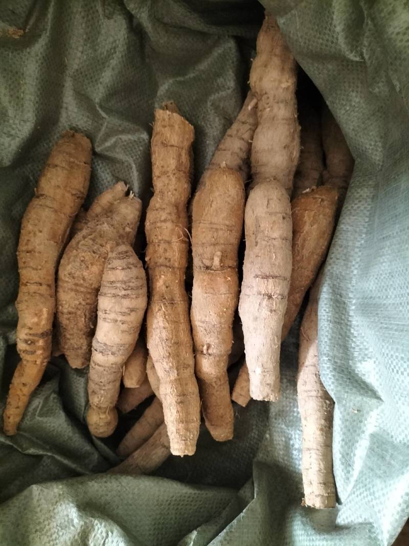 大量新鲜中叶牛大力，各种规格齐全，产地直发，质优价廉