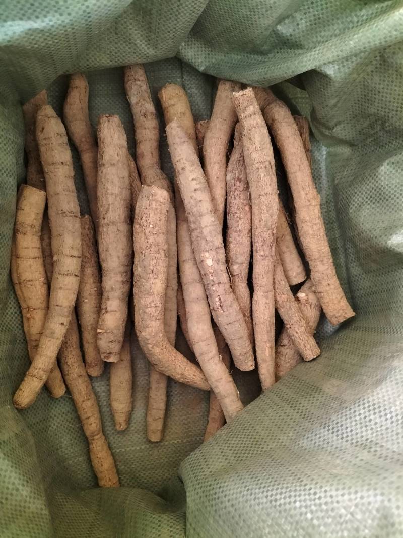 大量新鲜中叶牛大力，各种规格齐全，产地直发，质优价廉