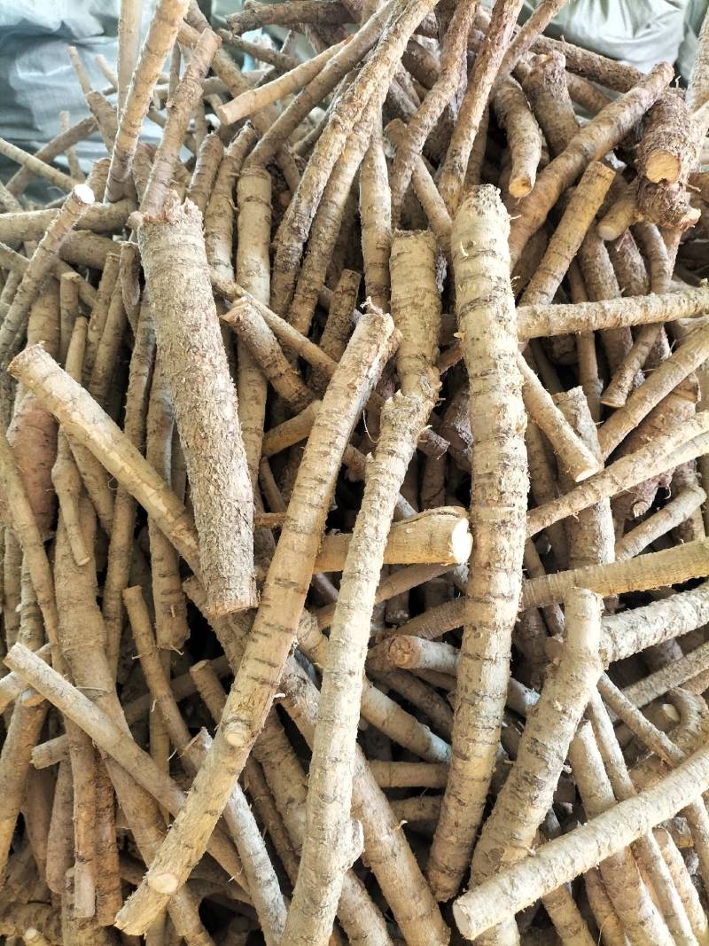 大量新鲜中叶牛大力，各种规格齐全，产地直发，质优价廉