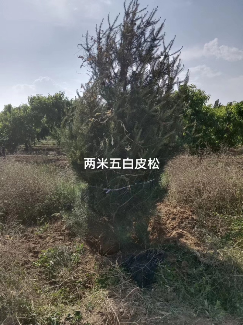 两米五白皮松现货现发，成活率高，物美价廉，欢迎采购