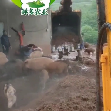 正宗跑山猪