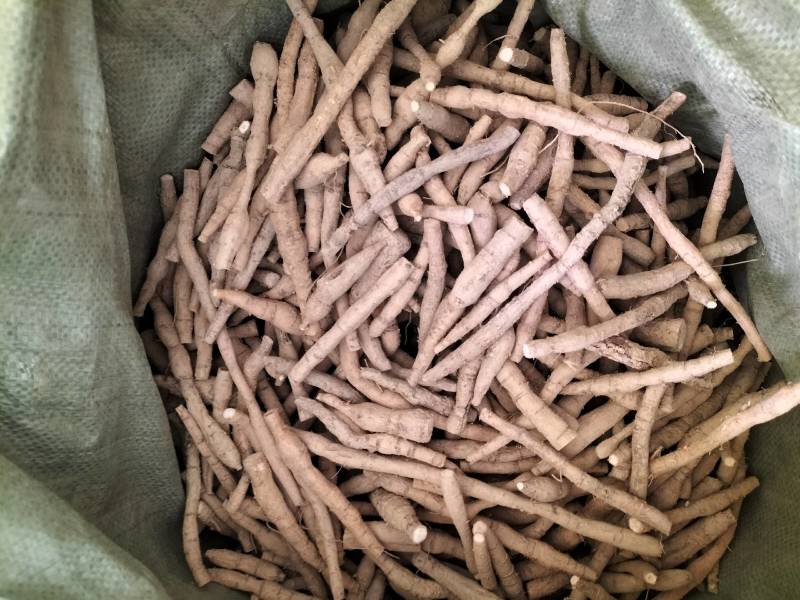 大量新鲜中叶牛大力，各种规格齐全，产地直发，质优价廉