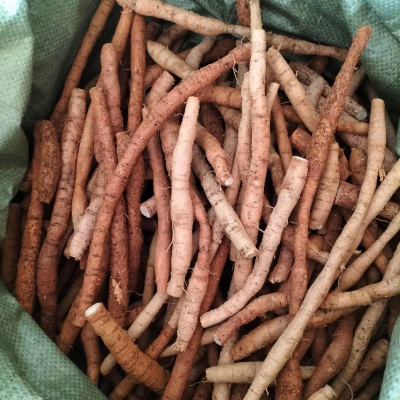 大量新鲜中叶牛大力，各种规格齐全，产地直发，质优价廉