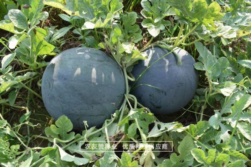 特抗黑丽纯黑皮无籽西瓜种子中晚熟抗病耐重茬无籽瓜种籽