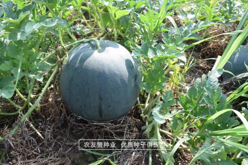 特抗黑丽纯黑皮无籽西瓜种子中晚熟抗病耐重茬无籽瓜种籽