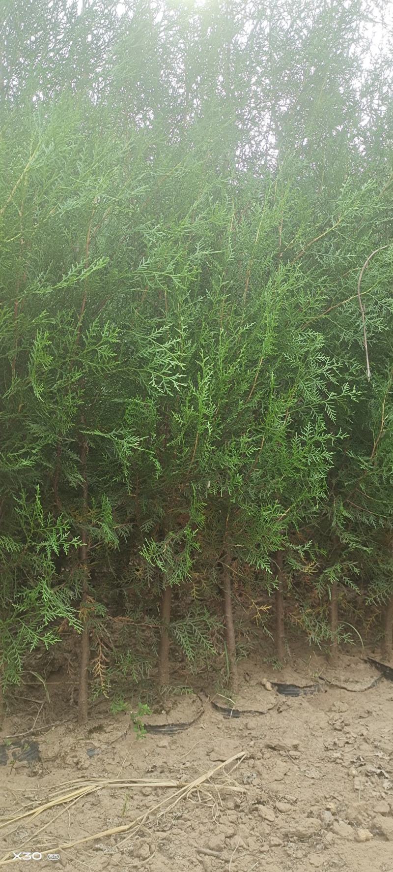 侧柏