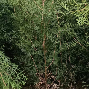 优质杯苗侧柏现货供应，质量好品质好，欢迎各位老板前来选购
