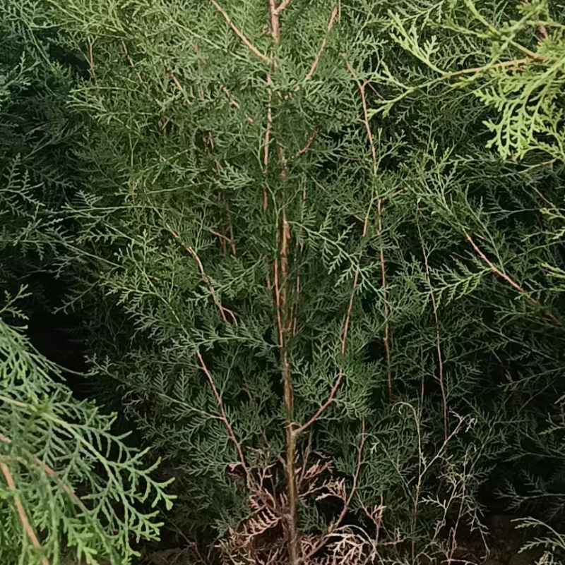 优质杯苗侧柏现货供应，质量好品质好，欢迎各位老板前来选购