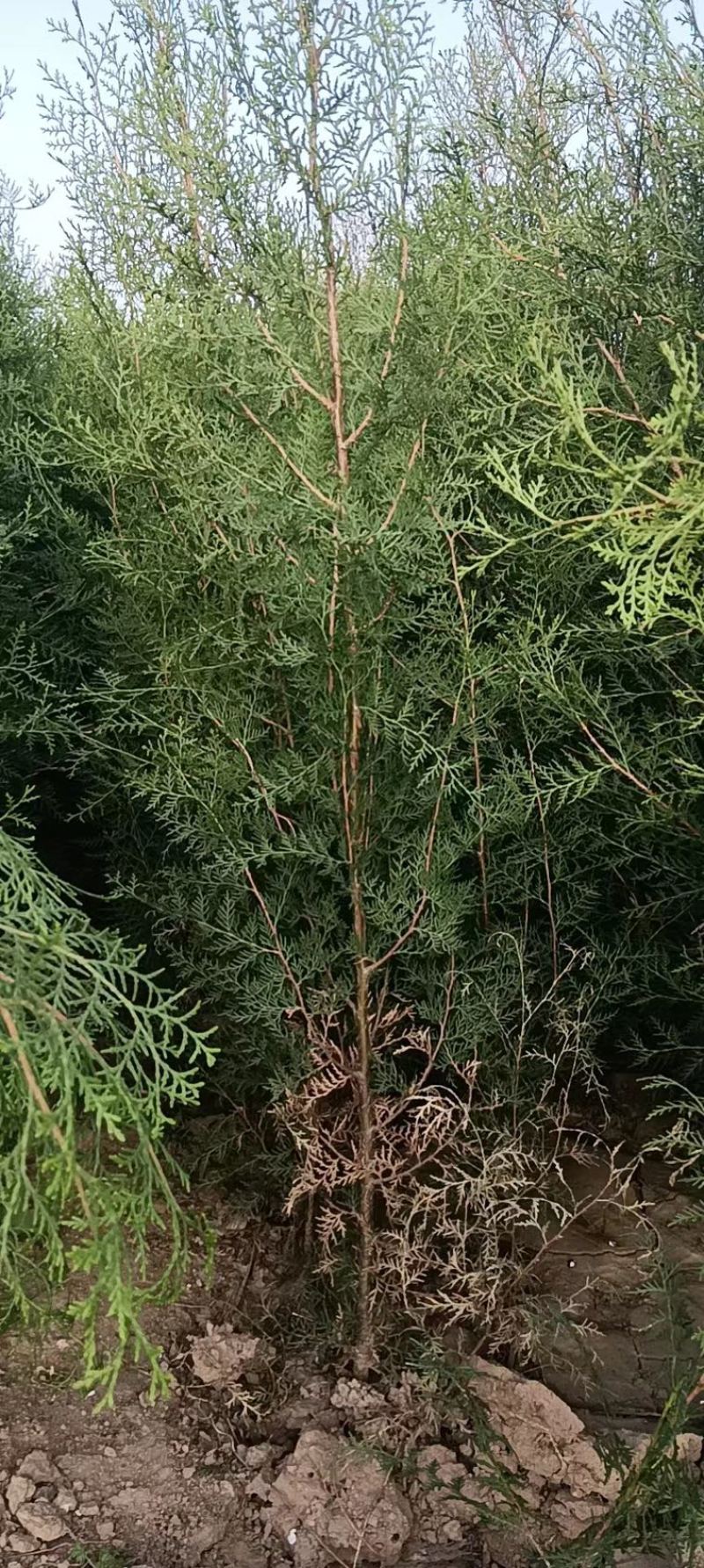 优质杯苗侧柏现货供应，质量好品质好，欢迎各位老板前来选购