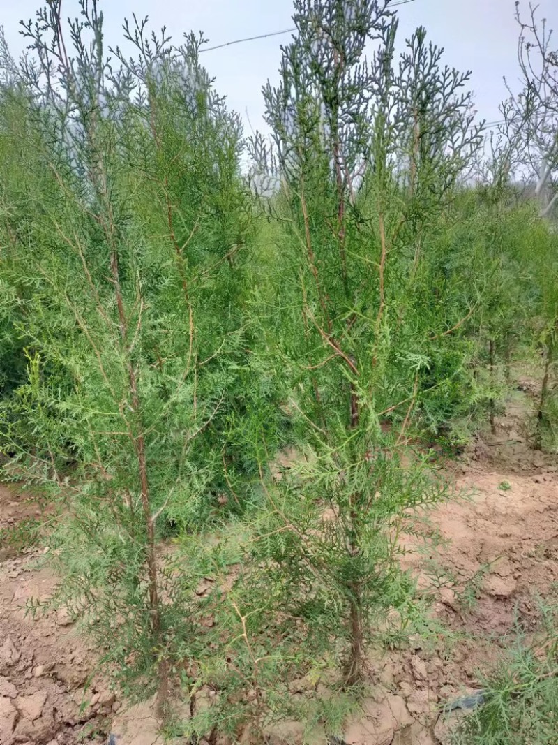 优质杯苗侧柏现货供应，质量好品质好，欢迎各位老板前来选购