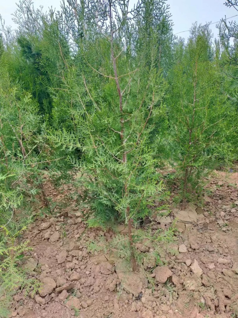 优质杯苗侧柏现货供应，质量好品质好，欢迎各位老板前来选购