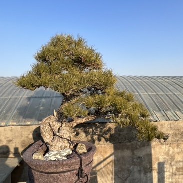 造型松