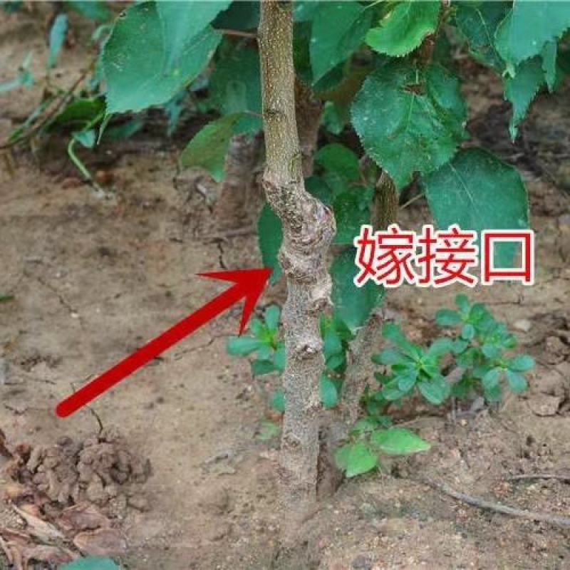 帝王杏树苗特大超甜新品早熟果树苗地栽盆栽当年结果南北方种