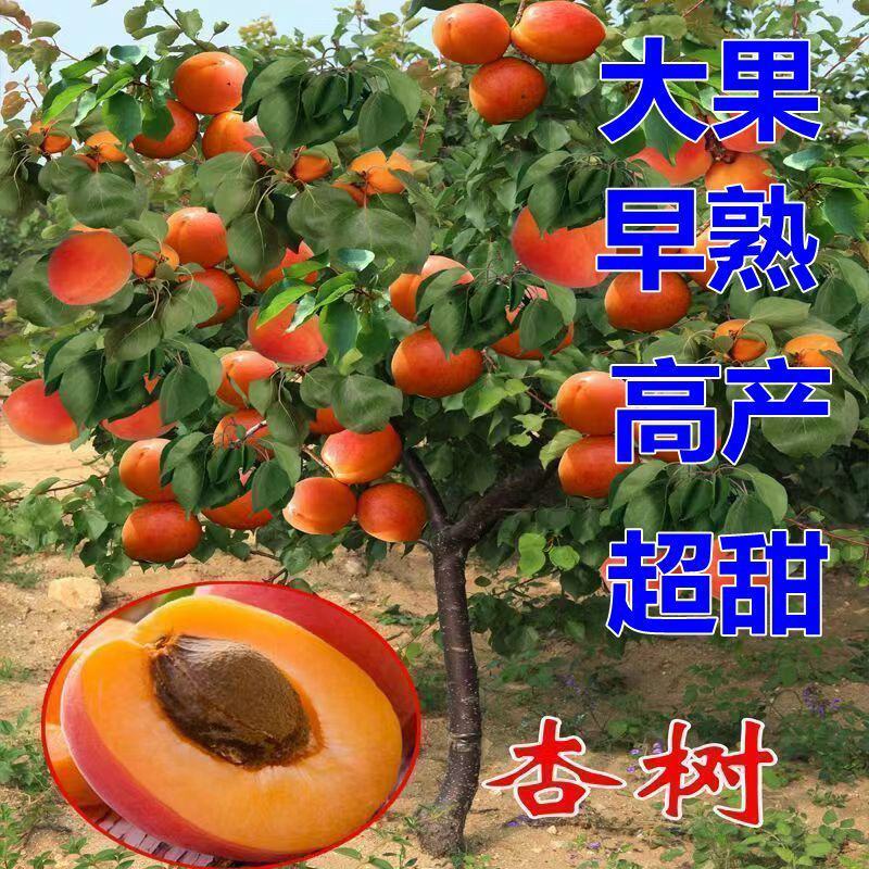 帝王杏树苗特大超甜新品早熟果树苗地栽盆栽当年结果南北方种