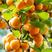 帝王杏树苗特大超甜新品早熟果树苗地栽盆栽当年结果南北方种