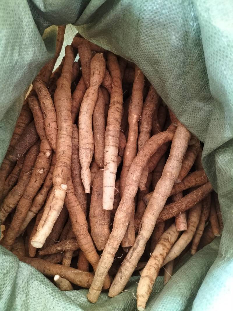 大量新鲜中叶牛大力，各种规格齐全，产地直发，质优价廉