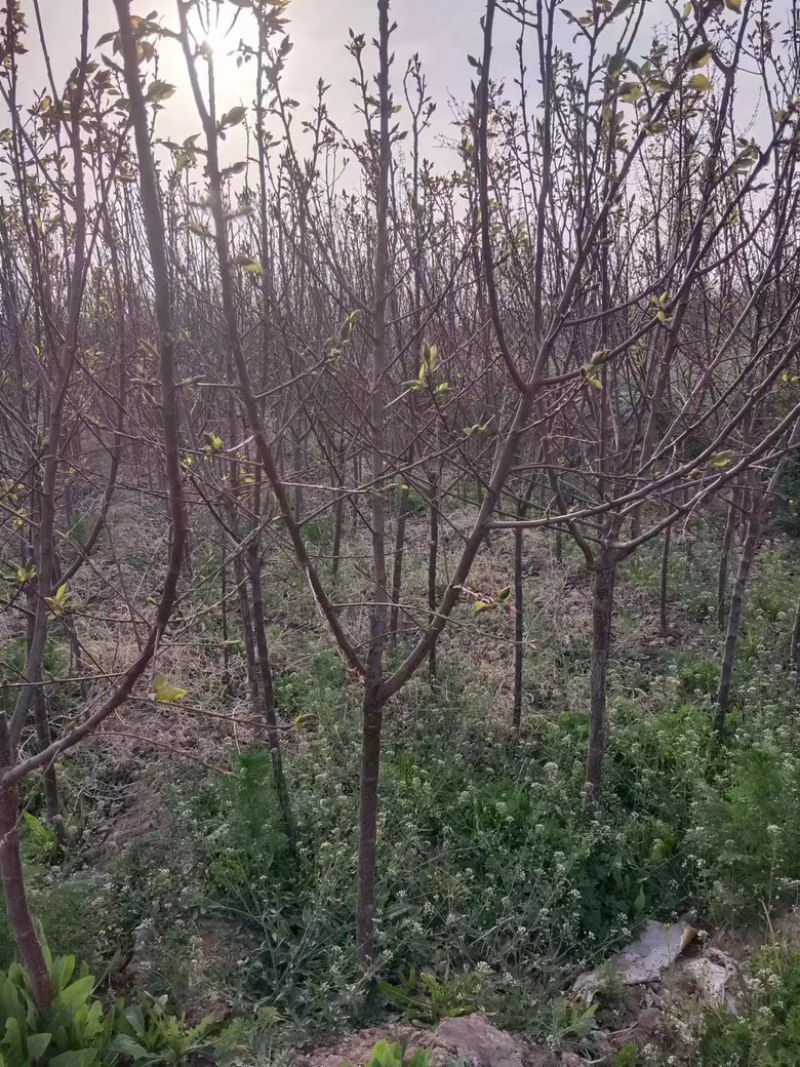 三公分成品杏树现货现发，价格优惠，质量好，欢迎采购