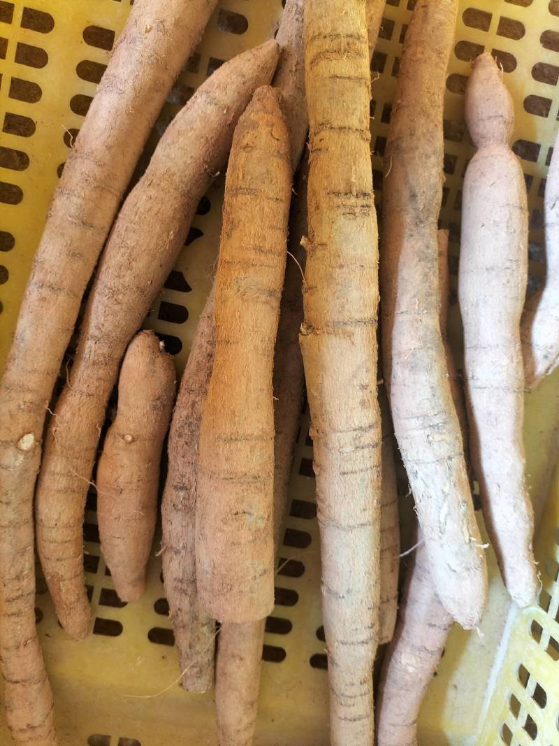 大量新鲜中叶牛大力，各种规格齐全，产地直发，质优价廉