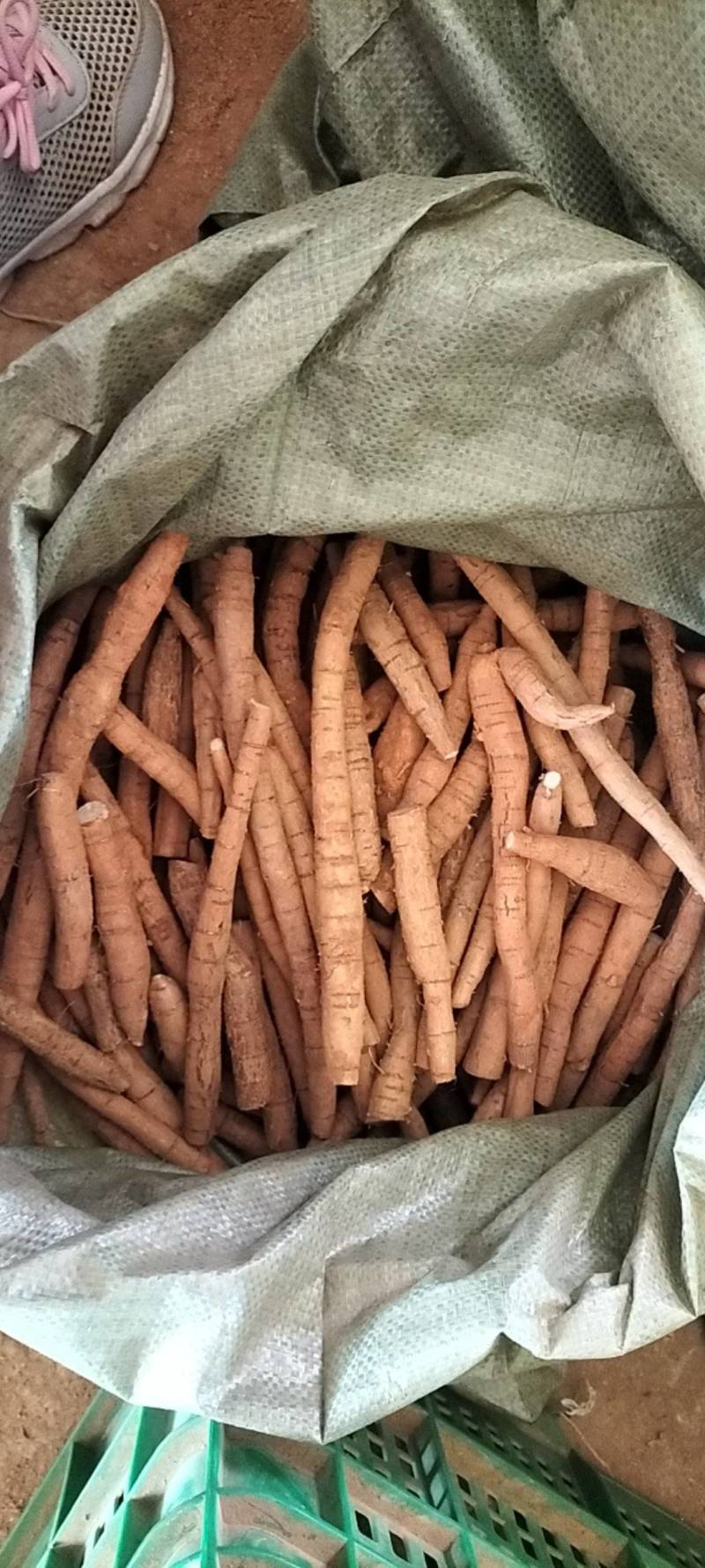 大量新鲜中叶牛大力，各种规格齐全，产地直发，质优价廉