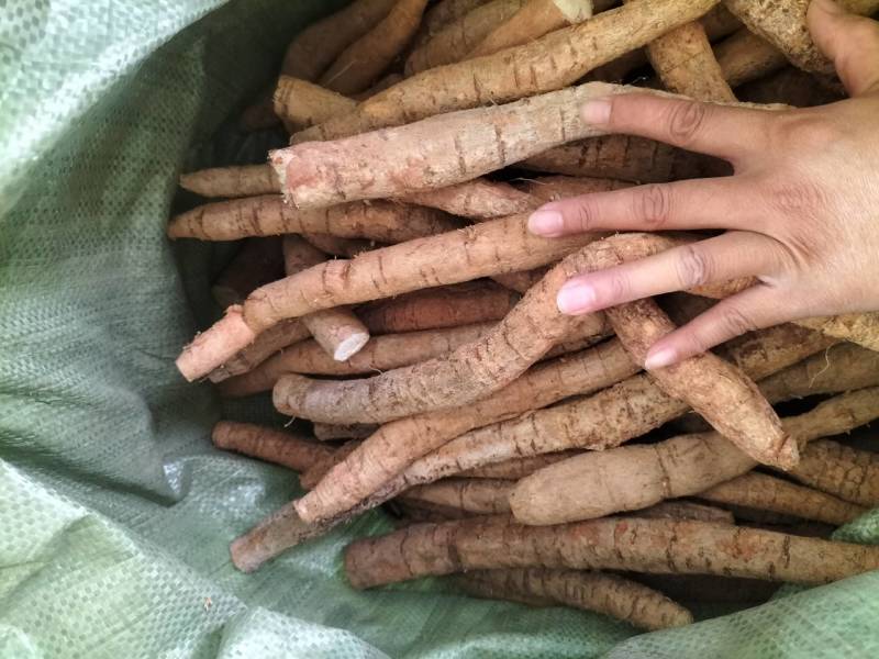 大量新鲜中叶牛大力，各种规格齐全，产地直发，质优价廉
