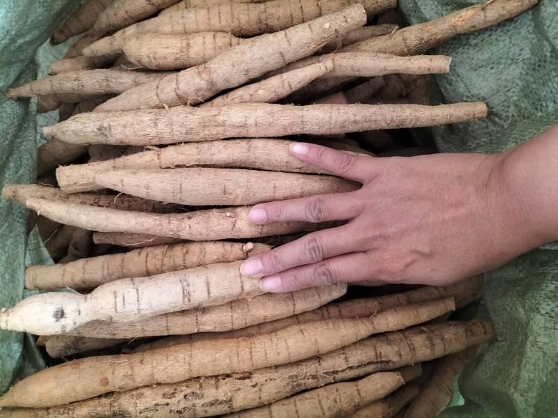 大量新鲜中叶牛大力，各种规格齐全，产地直发，质优价廉