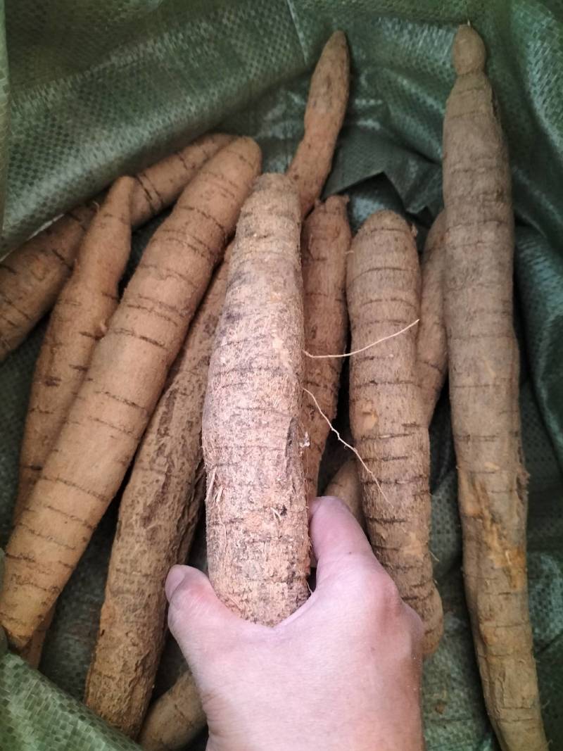 大量新鲜中叶牛大力，各种规格齐全，产地直发，质优价廉