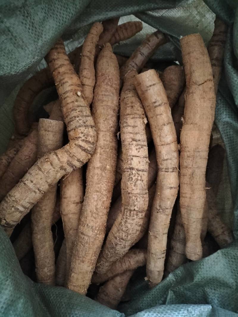 大量新鲜中叶牛大力，各种规格齐全，产地直发，质优价廉