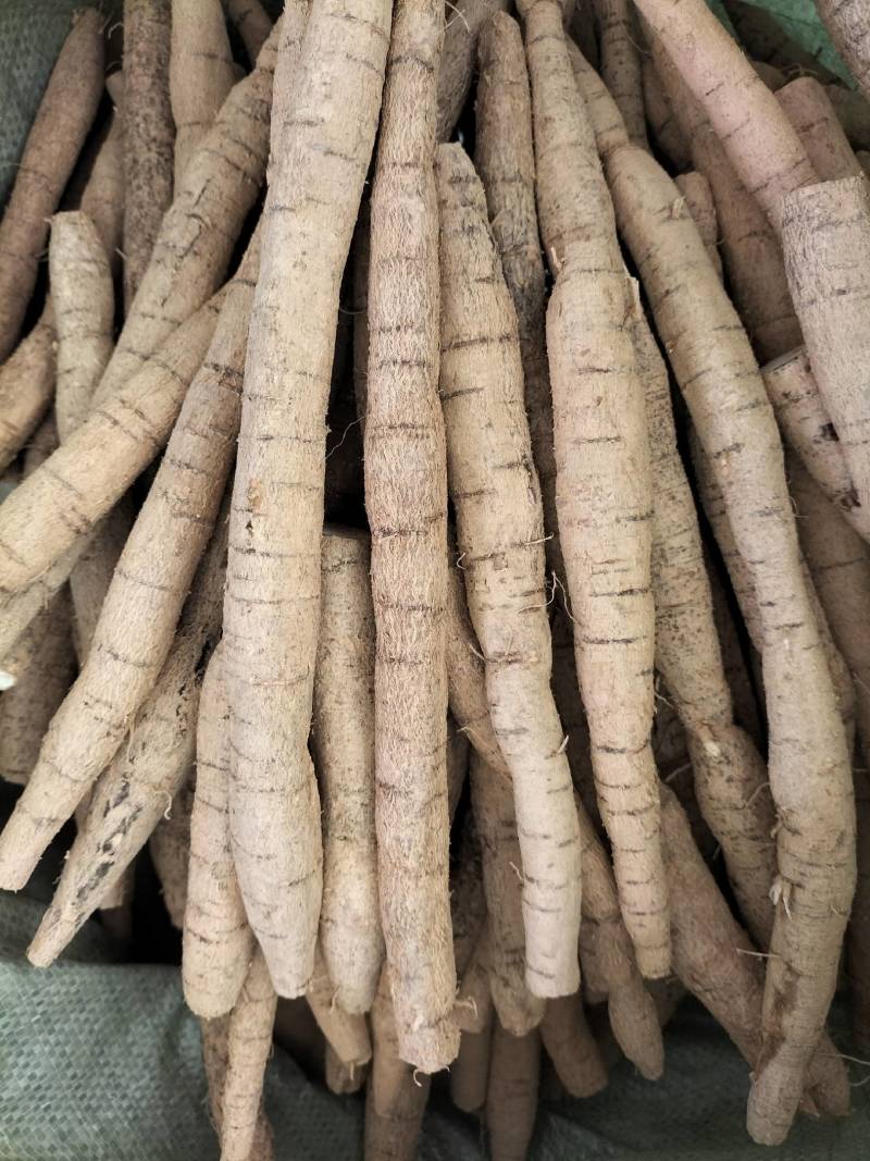 大量新鲜中叶牛大力，各种规格齐全，产地直发，质优价廉