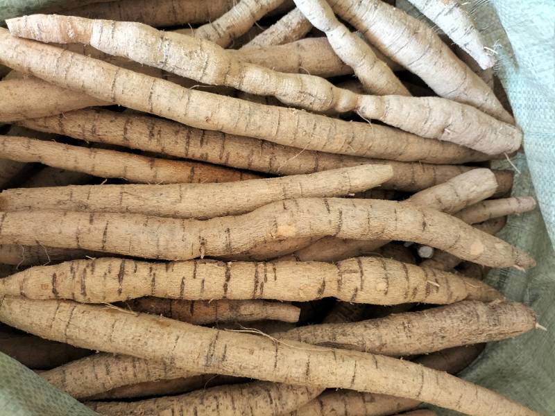 大量新鲜中叶牛大力，各种规格齐全，产地直发，质优价廉